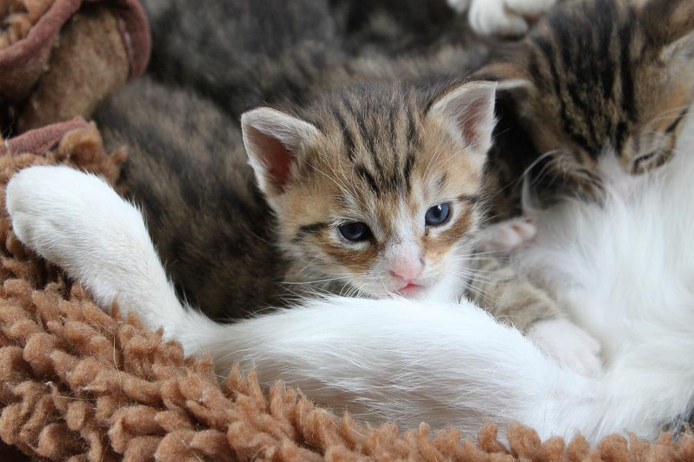 Signs of Stress in Newborn Kittens