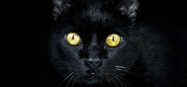 why are black cats so sweet