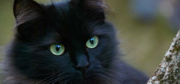 are black cats rare
