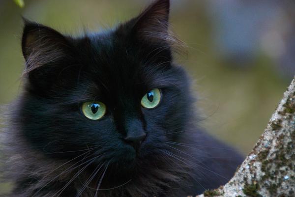 are black cats rare