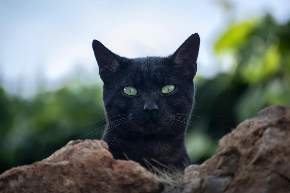 Should Shelters Adopt Out Black Cats on Halloween?