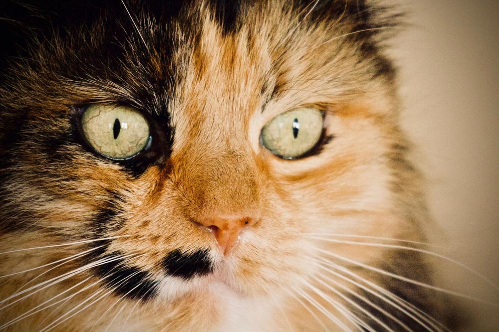 The Mechanism of Cats' Eyes Glow in the Dark