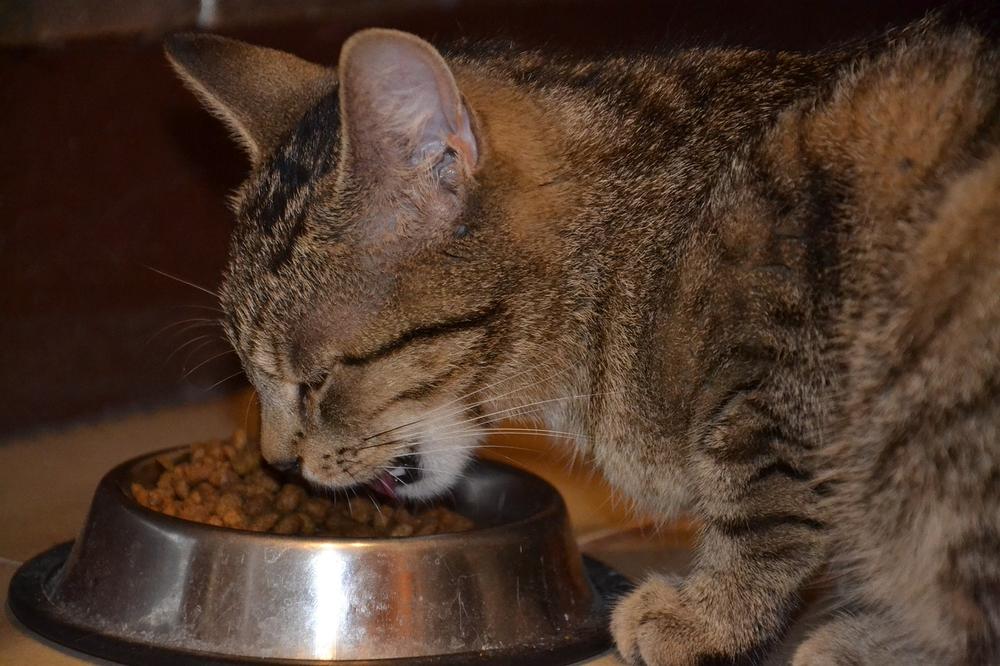 Is Spinach Used in Commercial Cat Foods?