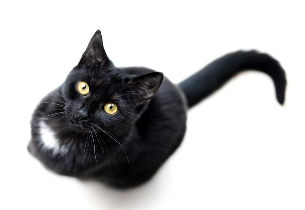 Managing Cat Dandruff in Black Cats