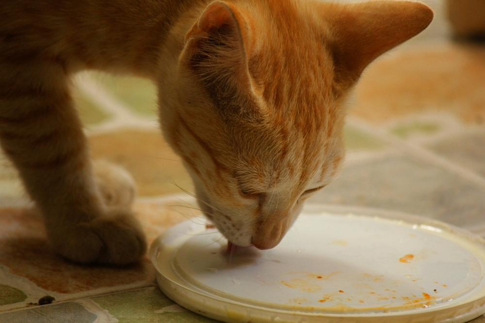 The Potential Risks of Drinking Cat Milk for Humans