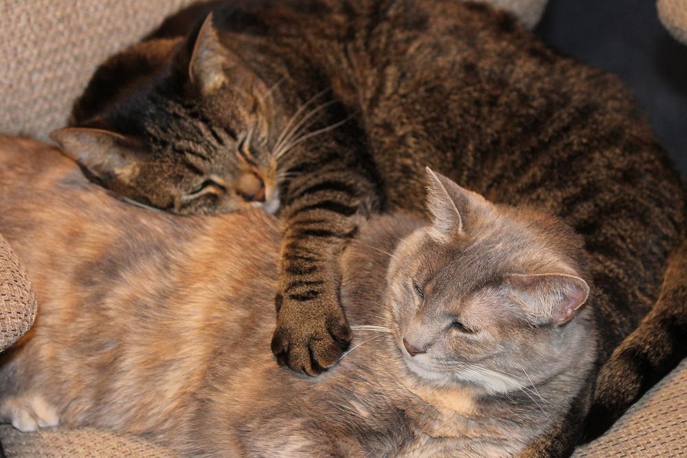 What Happens When Sibling Cats Mate?
