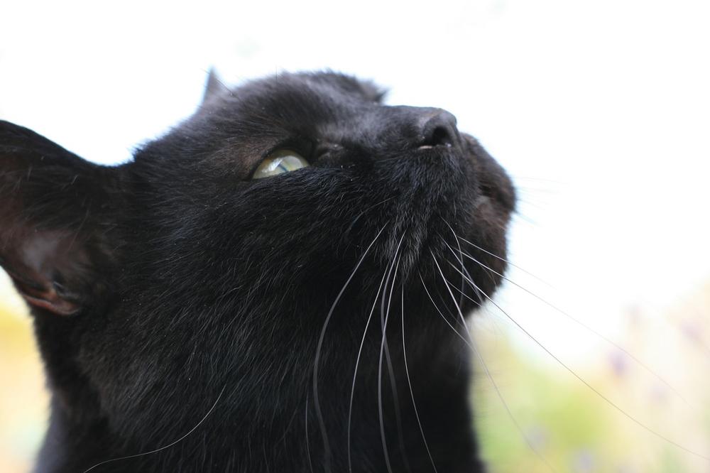 Black Cats: Good Luck or Bad Luck?