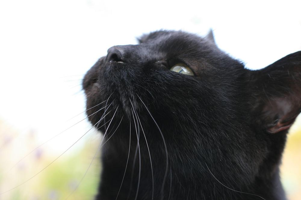 Debunking the Superstitions: Black Cats and Bad Luck