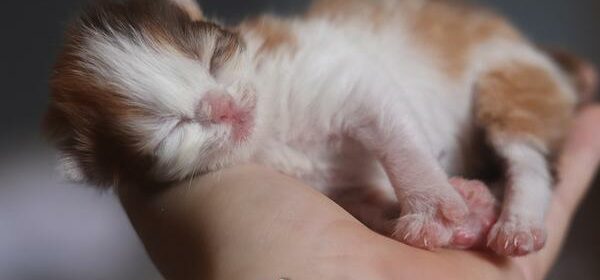 panting in newborn kittens
