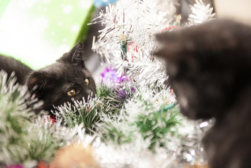 Main Reasons Why Cats Love Christmas Trees