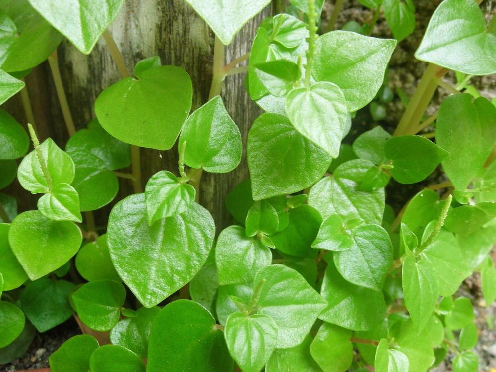 Symptoms of Peperomia Poisoning in Cats
