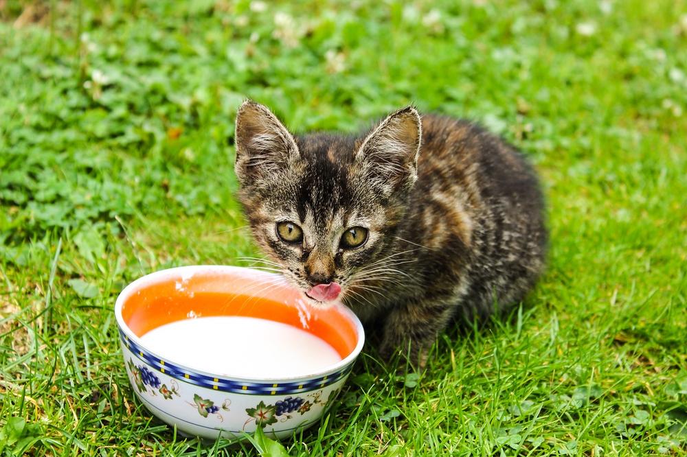 Understanding Your Cat's Water Bowl Behavior