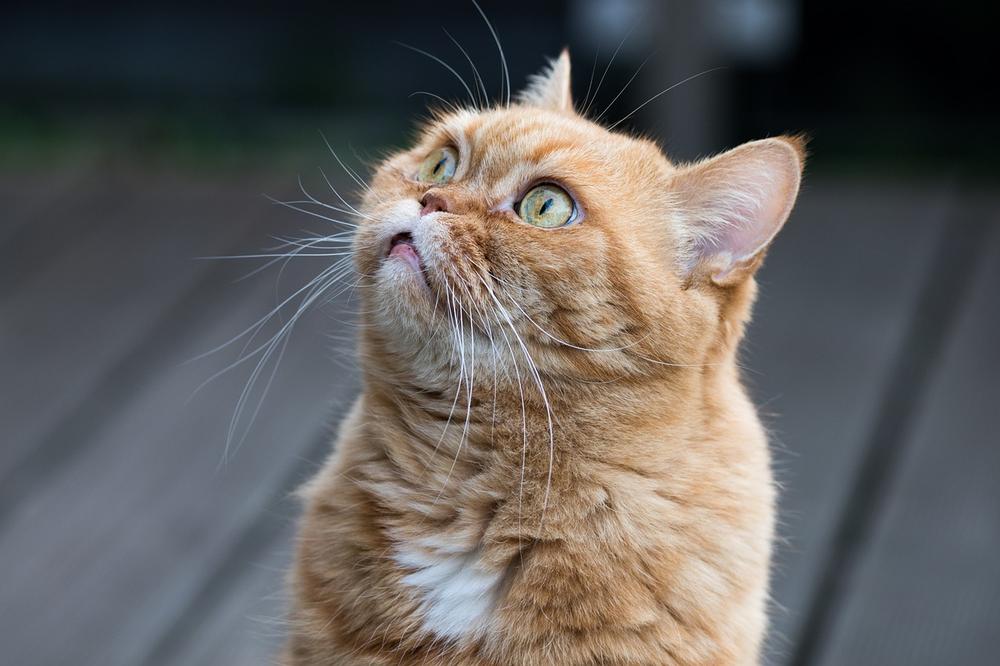 Can Mothballs Deter Cats?