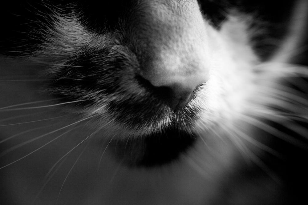 Why Do Cats Lick Their Noses After Smelling Something?