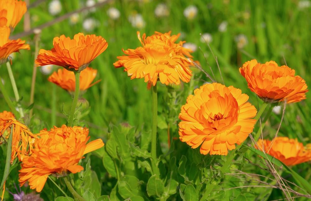 How Can I Prevent My Cat From Being Exposed to Garden Marigold