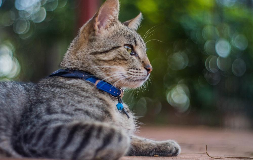 Can Collars Harm Cats?