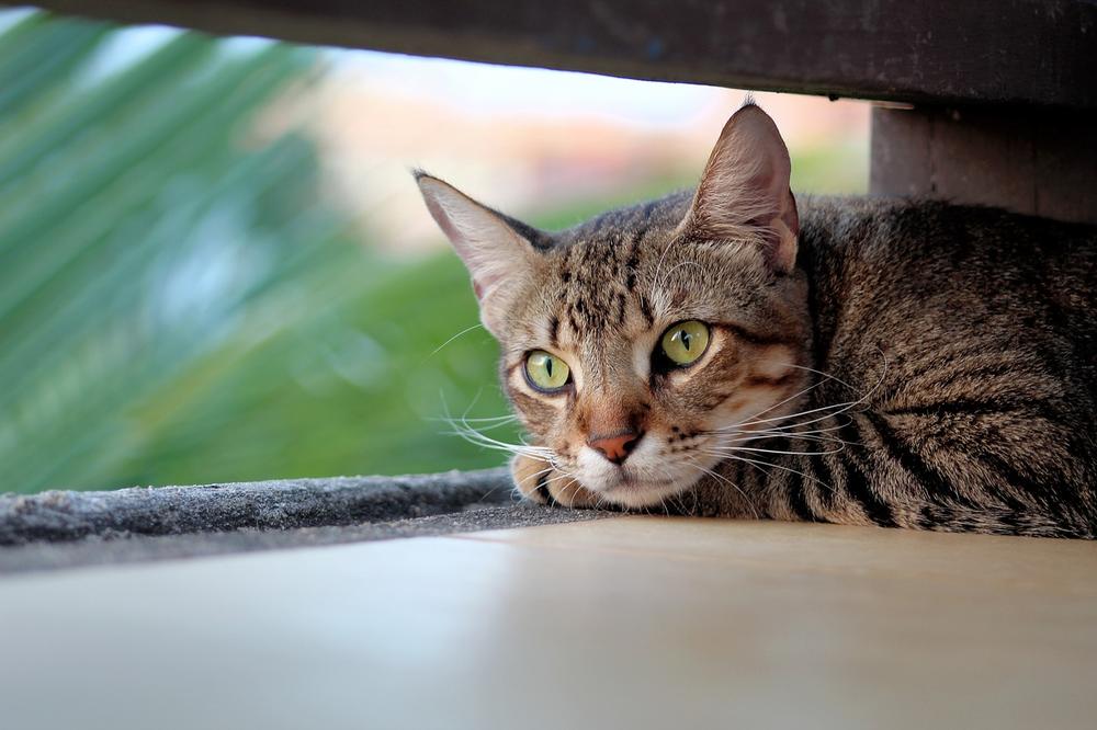 How to Make It Easier for a Cat to Adjust to a New Home