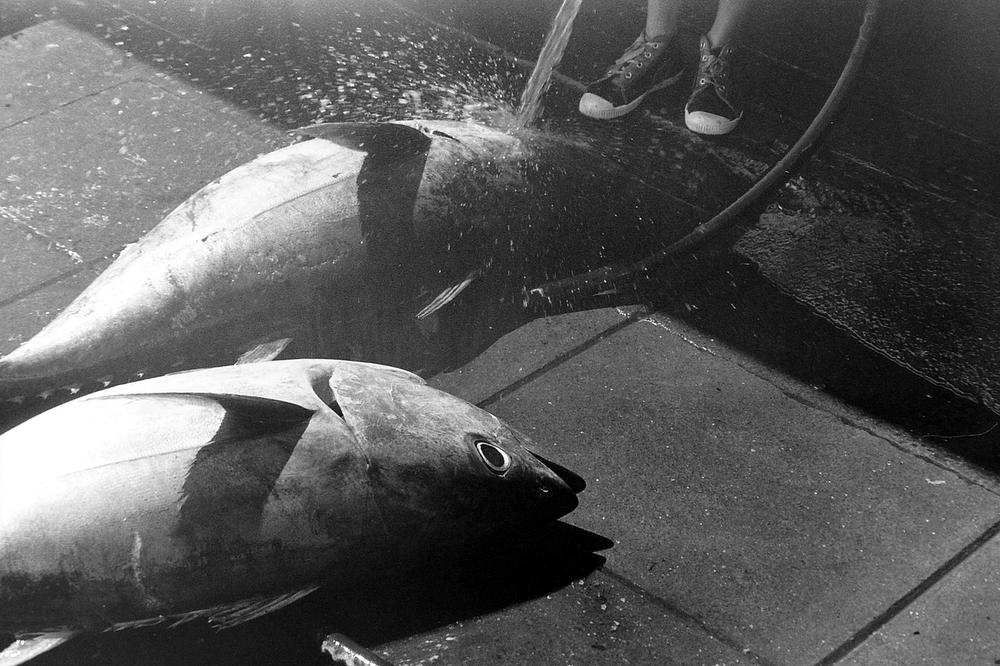 Health Benefits of Feeding Tuna in Oil?