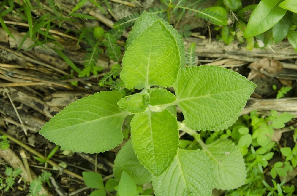 What Parts of the Oregano Plant Are Toxic?