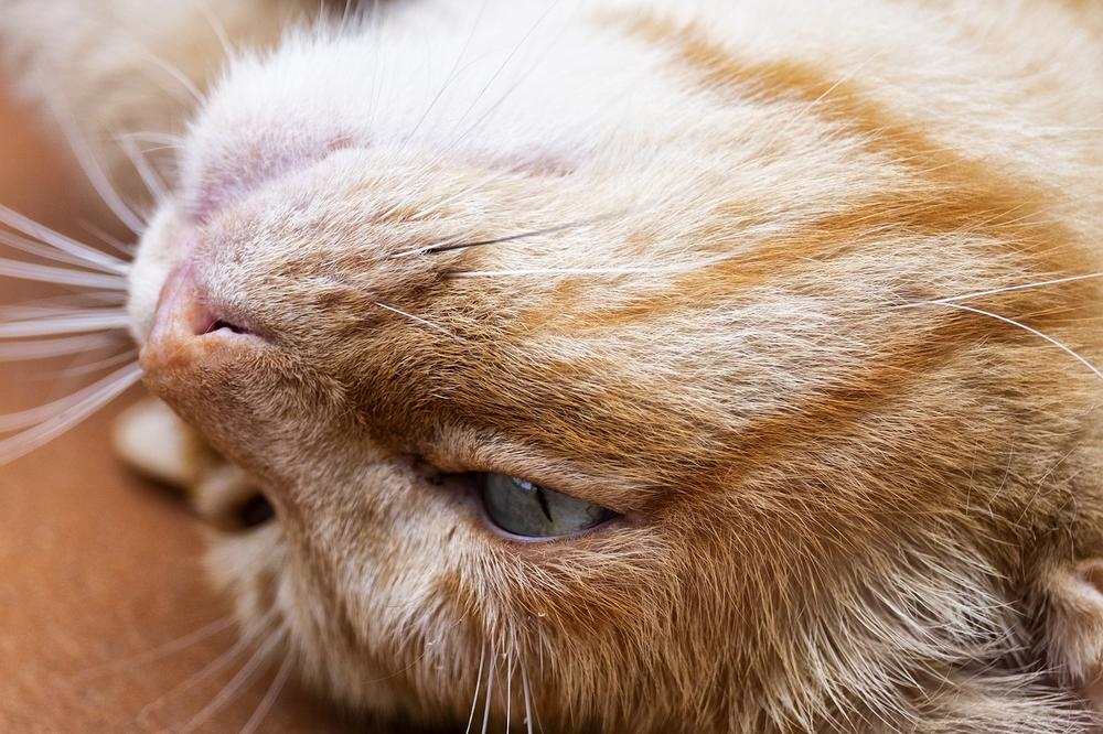 Tips for Maintaining a Healthy Cat Nose