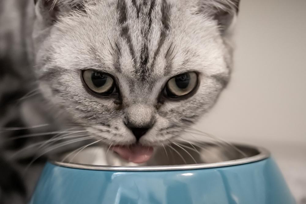What Do I Do to Make My Cat Drink Water?