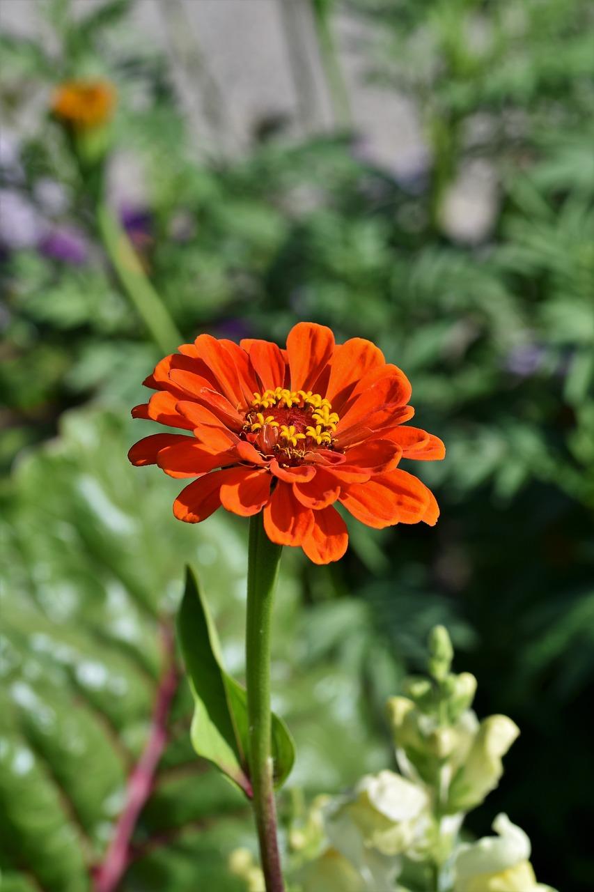 Tips for Handling Zinnias Safely