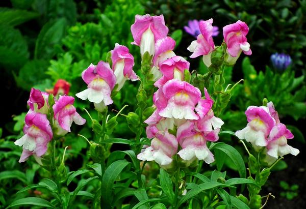 are snapdragons poisonous to cats