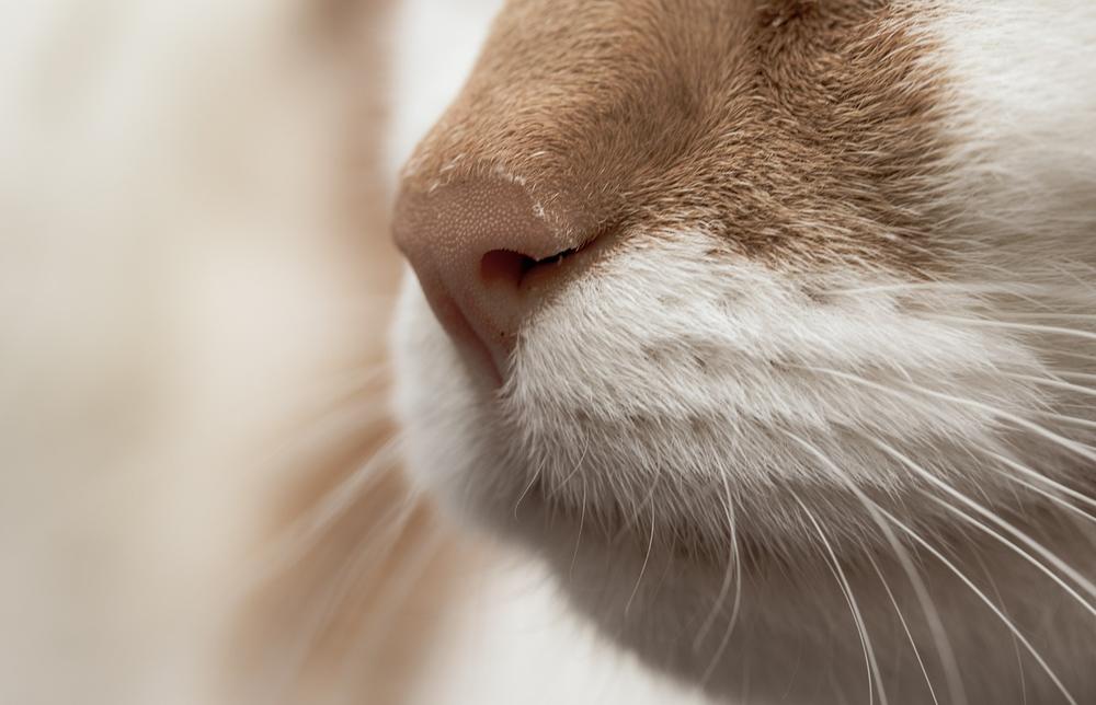 Understanding the risks of kissing your cat on the nose