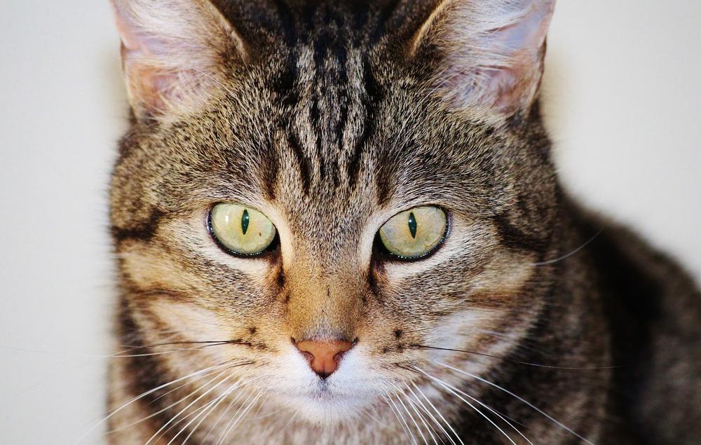Understanding the Meaning Behind a Cat's Purring Behavior