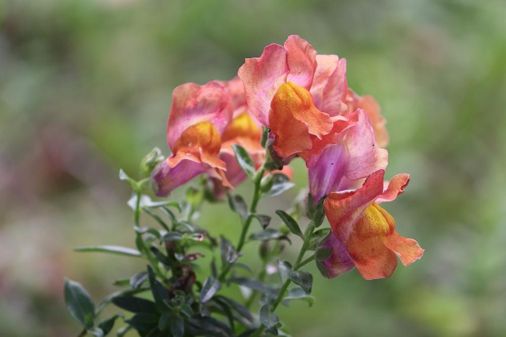 Are Snapdragons Poisonous to Cats?