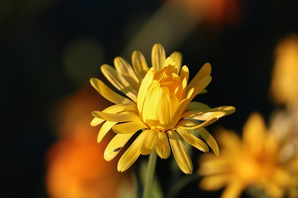 Signs of Marigold Poisoning in Cats?