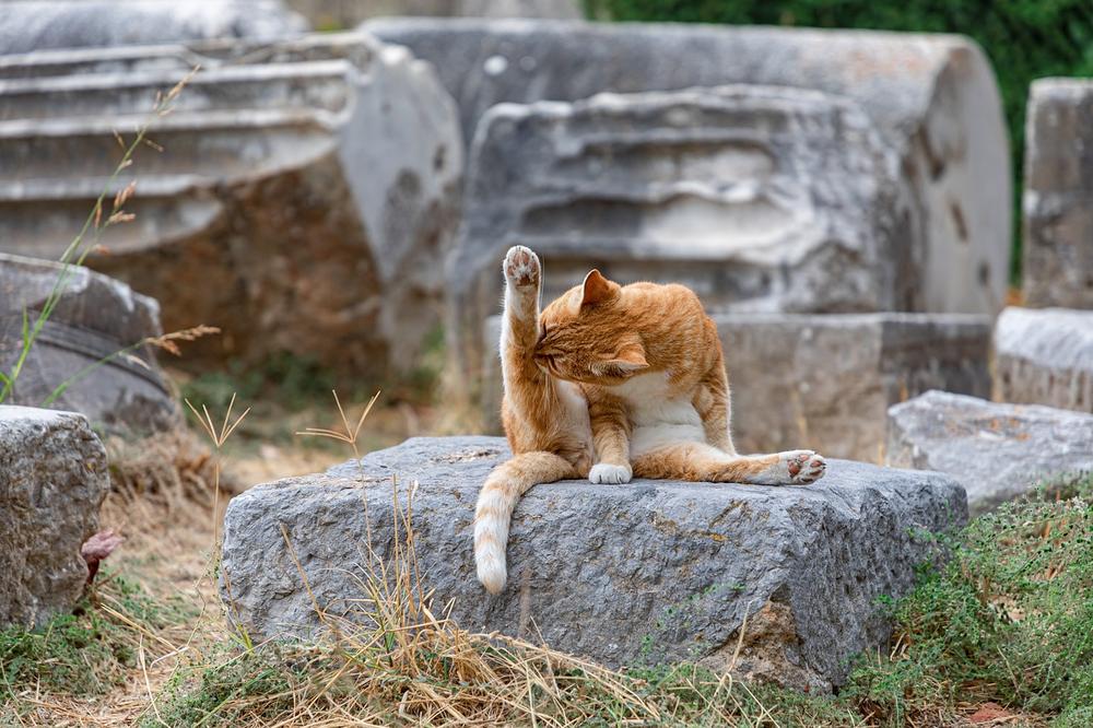 Unusual Cat Behavior: 3 Reasons for Strange Actions and Hiding