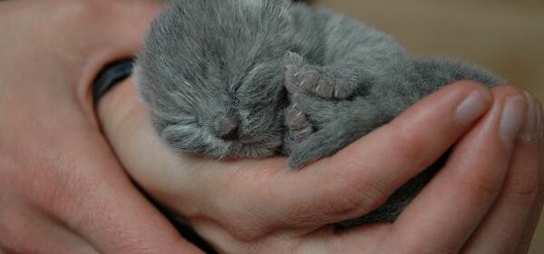 hiccups in newborn kittens