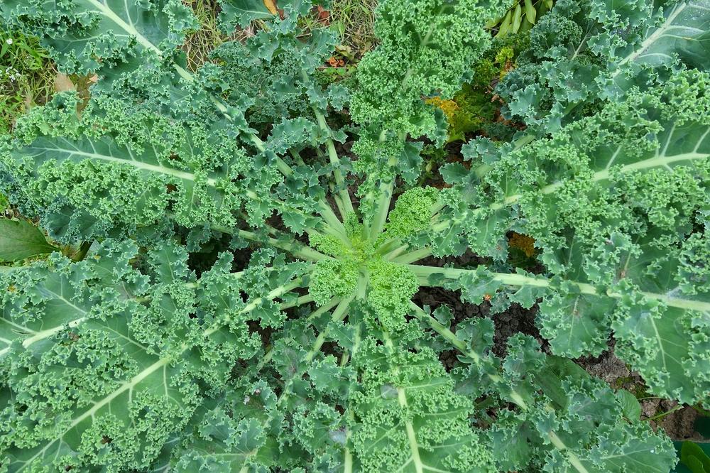 How to Feed Kale to Cats?