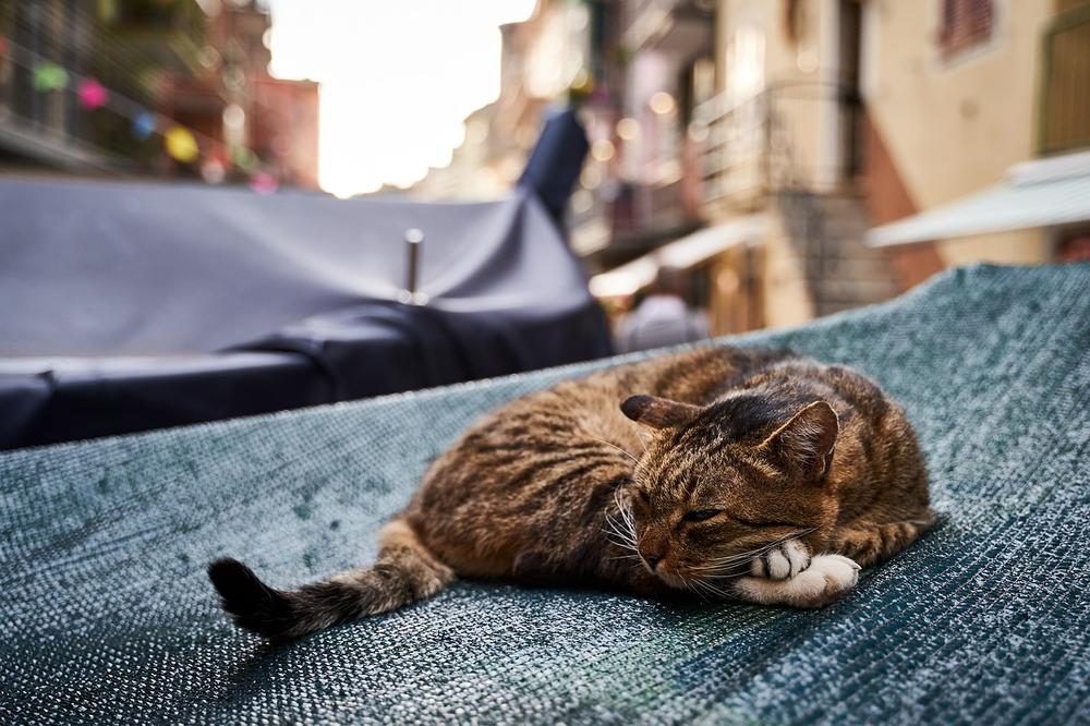 Understanding the Science Behind Your Cat's Groaning Noises While Sleeping