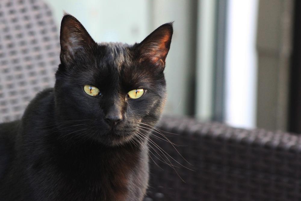 The Halloween Hazards: Do Black Cats Suffer More?
