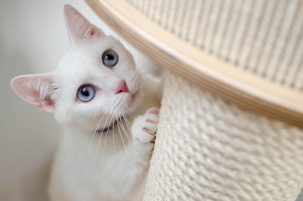 Where to Put Your Cat's Litter Box