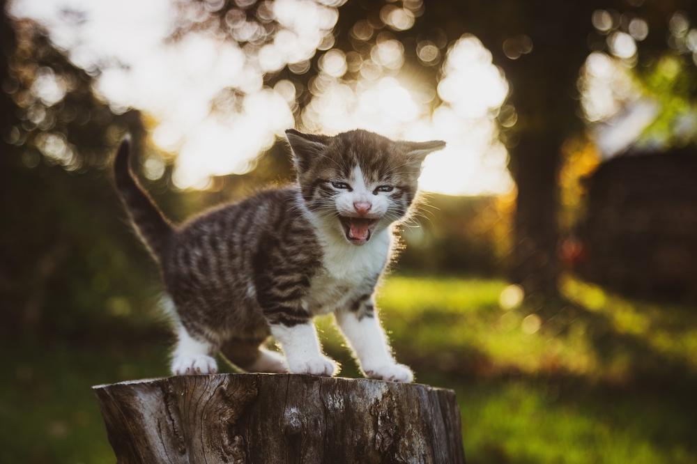 Common Reasons Why Your Cat Won’t Stop Meowing