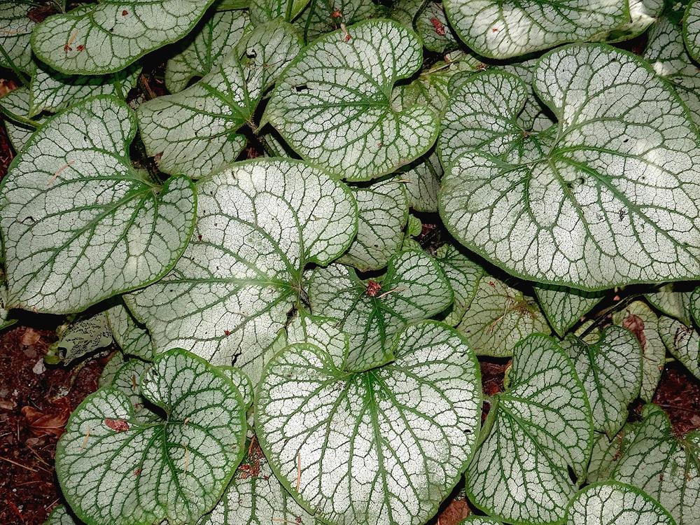 Is Peperomia Toxic to Cats?