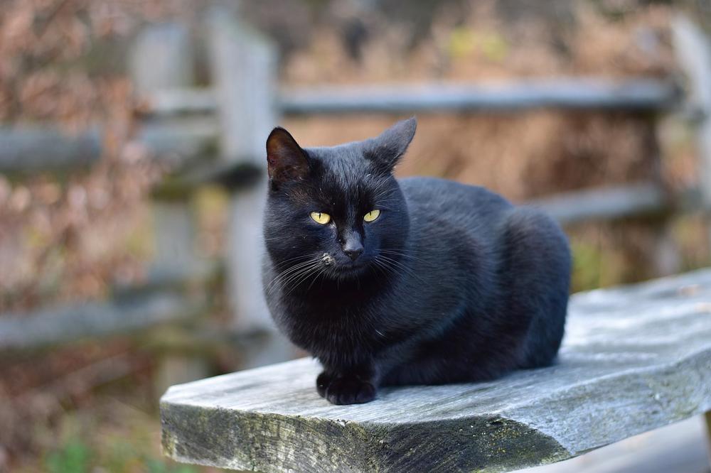 Black Cat Symbolism in Different Countries