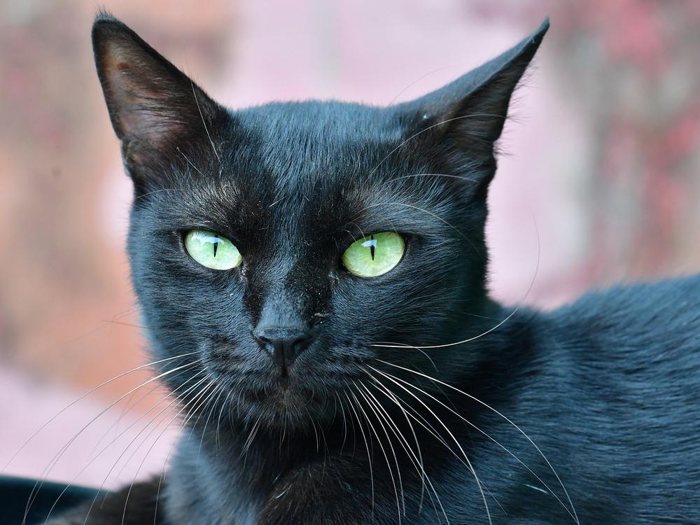 Black Cats: Signs, Causes, and What to Do with White Hair