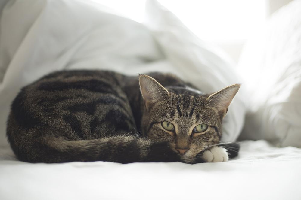 Is Head Consumption Unique to Cats?