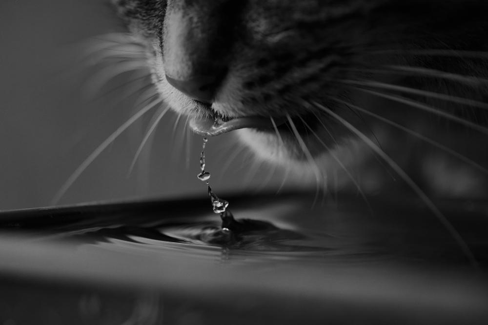 Can Cats See Water?