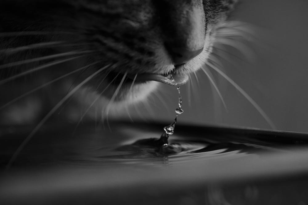 Is Alkaline Water Good for Cats With Kidney Disease?