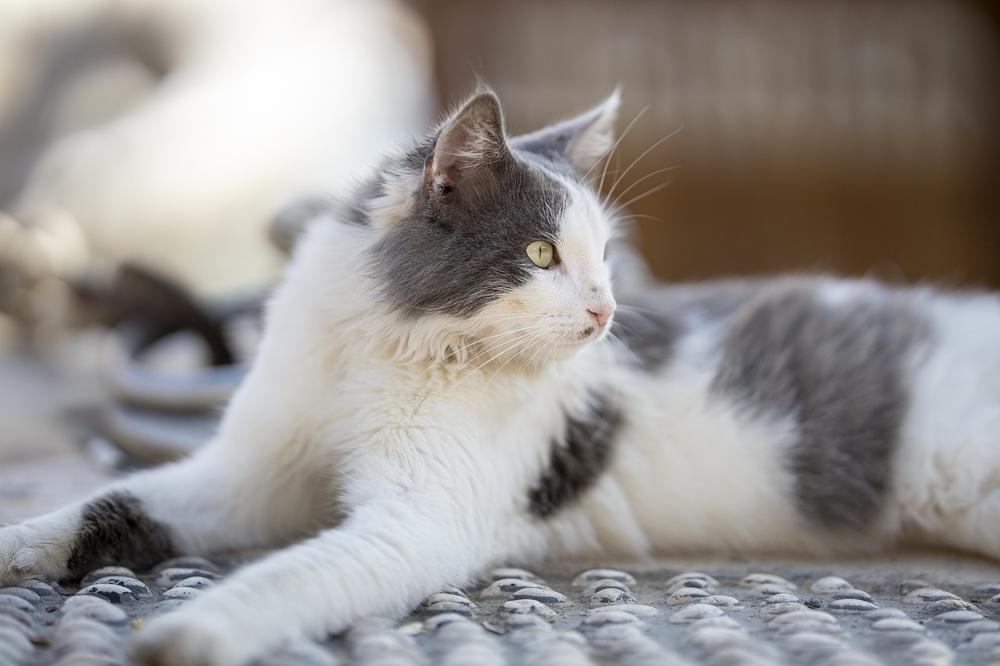 How Do You Treat Pica in Cats?