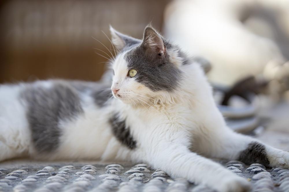 Understanding Garlic Poisoning in Cats: Toxicity and Causes Explored