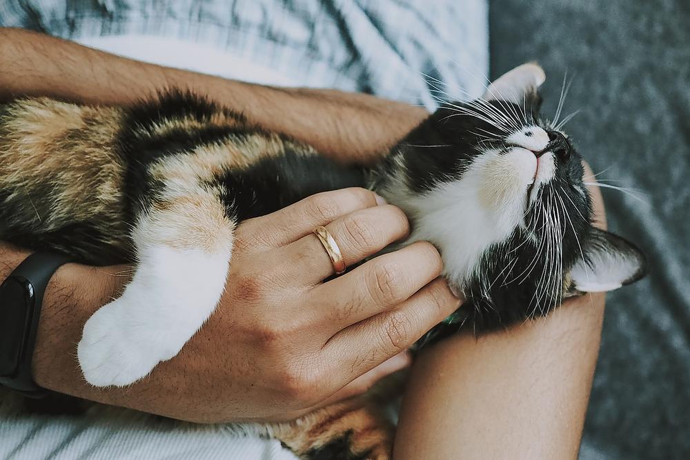 Signs of Engorgement and Mastitis in Cats