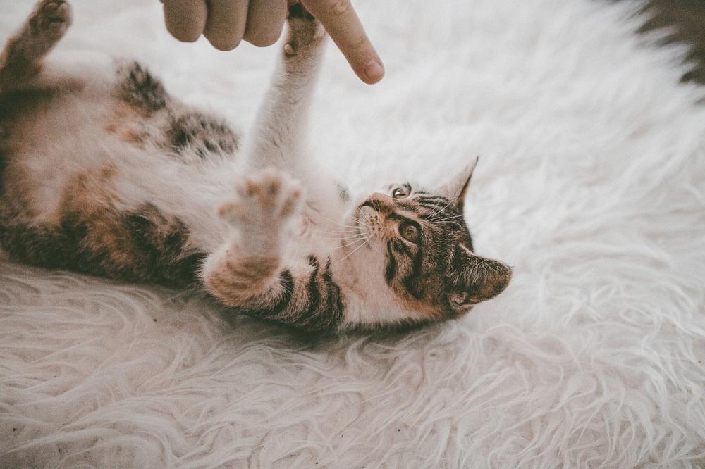 Can Cats Get Sick From Eating Human Hair?