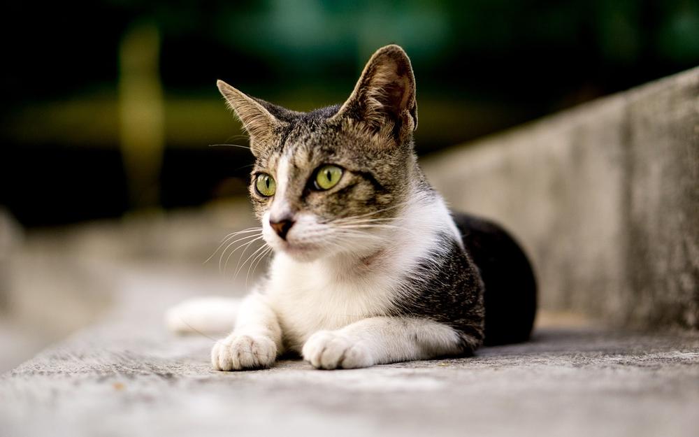 Common Eye Infections in Cats