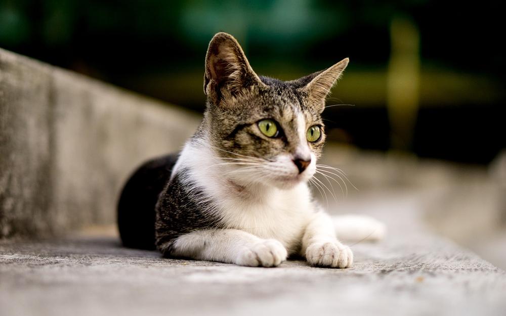 Is Tuna in Oil Safe for Cats?